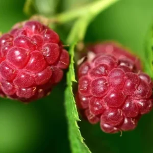 Caroline Raspberry Plant Live Red Raspberry Bush - 4 to 8 Inch Tall - Sweet Fruit Tree