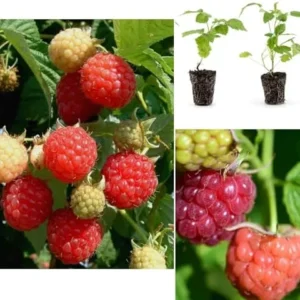 Caroline Raspberry Plants Live Red Raspberry Bush - 4 Pack Red Raspberries Sweet Fruit Tree