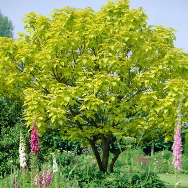 Catalpa Speciosa Tree Bare-root 12-18 Inch Tall | Fast-Growing Shade Tree, Large Leaves