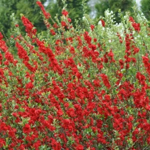 Chaenomeles 'Double Take Scarlet Storm' - Starter Plant - 7 Inch - Thornless