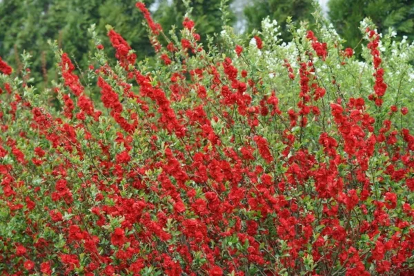 Chaenomeles 'Double Take Scarlet Storm' - Starter Plant - 7 Inch - Thornless