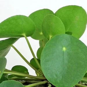 Chinese Money Plant - Pilea 5" Height, Indoor Houseplant