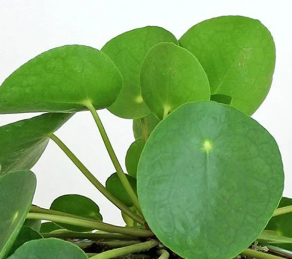 Chinese Money Plant - Pilea 5" Height, Indoor Houseplant