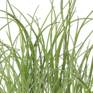 Chives Herb Plant - 7