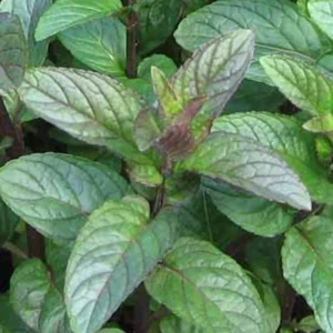 Chocolate Mint Herb Plant - 3