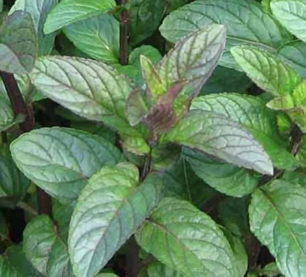 Chocolate Mint Herb Plant - 3" Height - Fragrant & Hardy Perennial