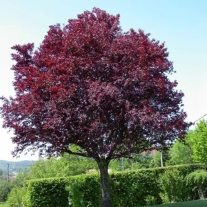 Cistena Plum Bare-root 18-24 Inch Tall - Purple San Cherry - Ornamental Shrub - 2-Pack