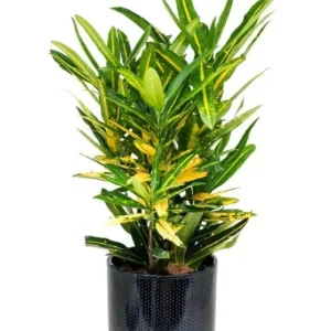 Codiaeum Variegatum Sunny Star Croton Live Plant 7-10 Inches Tall, Variegated