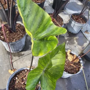 Colocasia Escuenta Tea Cup - Elephant Ear Live Plant - 4