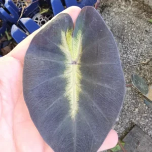 Colocasia Esculenta Tropical Storm Elephant Ear 10 Inches Tall Live Plant