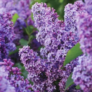 Common Lilac Purple Tree 3 Bare-roots 6-12 Inch Tall - Fragrant Syringa Vulgaris