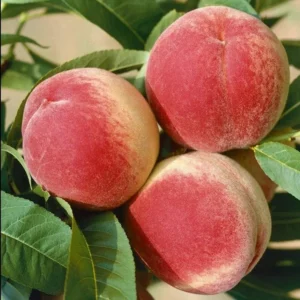 Contender Peach Tree Bare-root 18-24'' – Cold-hardy, Self-pollinating, Disease-resistant