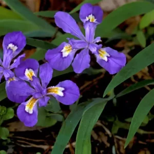 Crested Wild Iris Roots 5-Pack Iris cristata Perennial