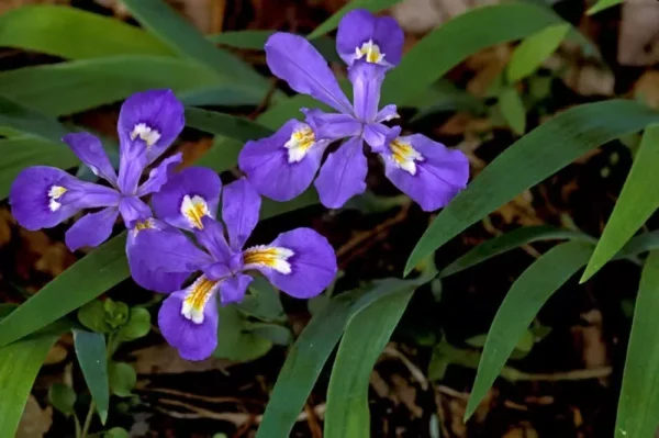 Crested Wild Iris Roots 5-Pack Iris cristata Perennial