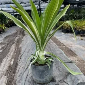 Crinum Lily Variegated Live Plant - Giant Asiaticum Spider Lily 12-15