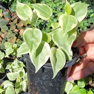 Cupid Peperomia Variegata Trailing Vine 4