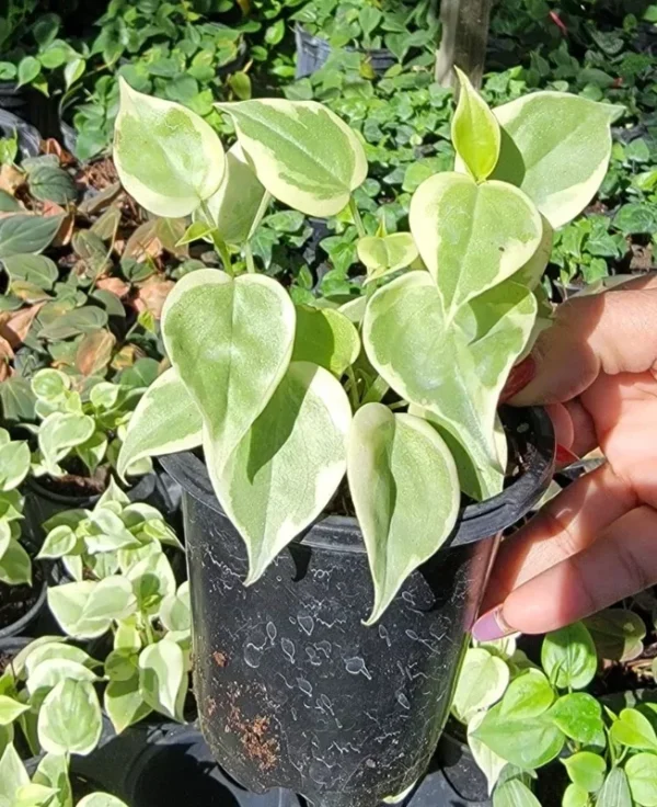 Cupid Peperomia Variegata Trailing Vine 4" Pot Live Plant Variegated