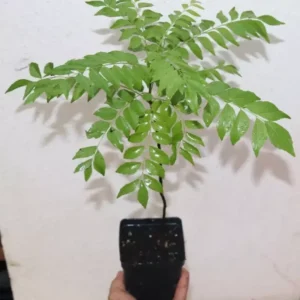 Curry Leaf Tree 18