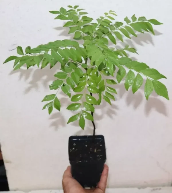 Curry Leaf Tree 18" Tall Organic Murraya Koenigii Fruiting Sweet Neem