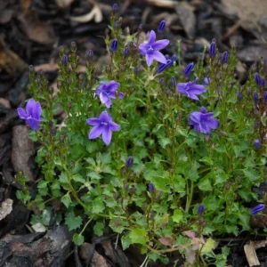 Dalmatian Bellflower Starter Plant - 2.5 x 3.5 Inch Pot - Hardy Perennial