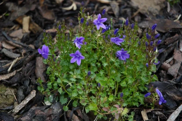 Dalmatian Bellflower Starter Plant - 2.5 x 3.5 Inch Pot - Hardy Perennial