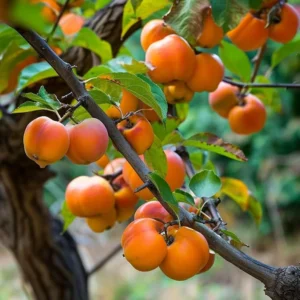 Diospyros Virginiana Native Persimmon Tree Bare-root 12-18 Inch Tall | 4-9 Zones | Buy One Get One Free