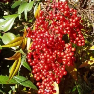 Domestic Nandina Heavenly Bamboo Shrub 6-9