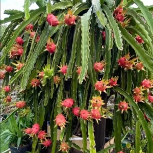 Dragon Fruit Plant 8