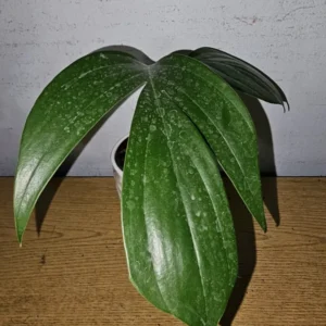 Dragon Tail Live Plant - 4