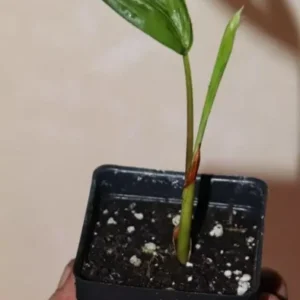 Dwarf Acai Palm Seedling 7