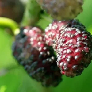 Dwarf Everbearing Mulberry Tree -Mulberry Tree Live Plant - Live Plant - Morus Nigra - 6-7 inches