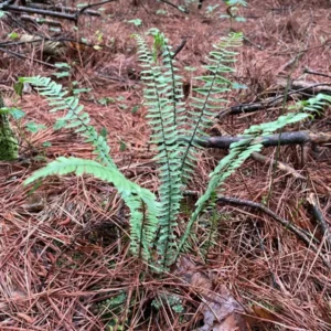 Ebony Spleenwort Fern - Bare Root - Hardy Perennial for Shade