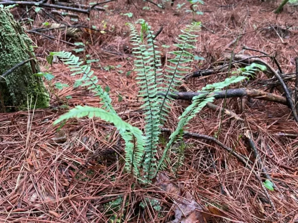 Ebony Spleenwort Fern - Bare Root - Hardy Perennial for Shade