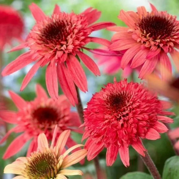 Echinacea 'Raspberry Truffle' Coneflower - 7-9" Starter Plant - Perennial