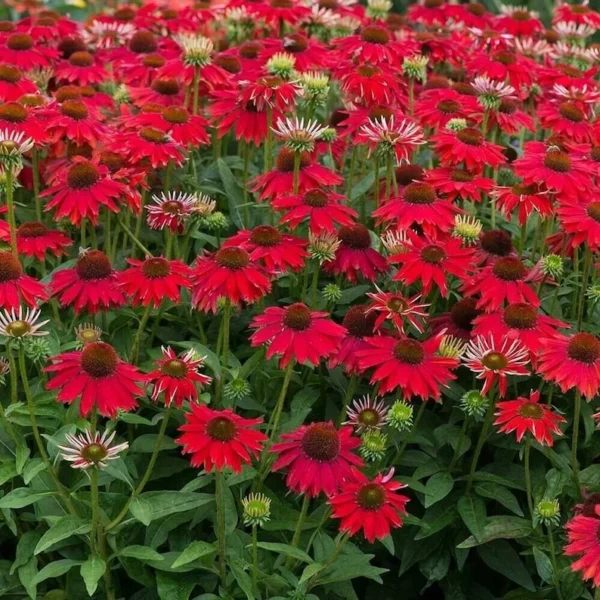 Echinacea 'SOMBRERO SALSA RED' - Coneflower Starter Plant - 2.5x3.5 Inch Pot