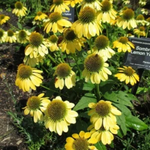 Echinacea 'Sombrero Lemon Yellow' - Starter Plant - Bright Yellow Blooms