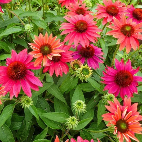 Echinacea 'Tres Amigos' Coneflower - 2.5 x 3.5 inch Starter Plant - Perennial