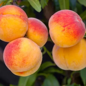 Elberta Peach Fruit Tree Bare-root 12-18 Inch Tall | Yellow Freestone Peaches | Self-fertile | 3-4 Years to Bear