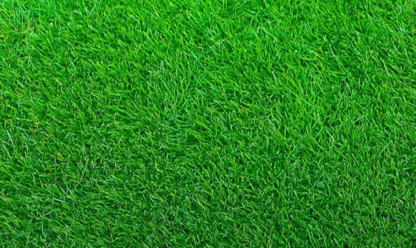 Empire Zoysia Grass Seeds 1/8 LB - Premium Lawn Grass, Drought-Tolerant, Easy-Care