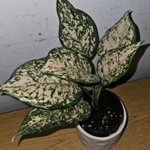 Etta Rose Aglaonema - Chinese Evergreen - 10-12