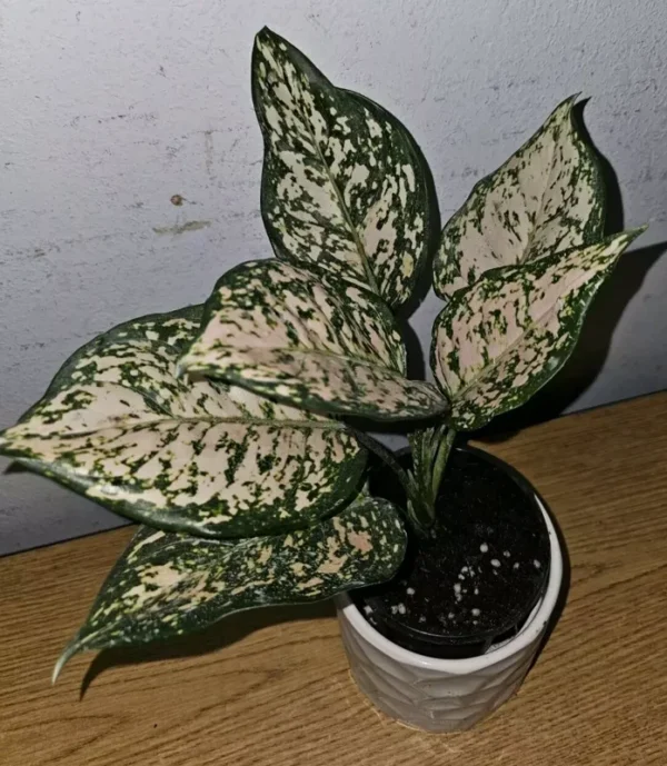 Etta Rose Aglaonema - Chinese Evergreen - 10-12" Tall Live Plant - 4" Pot