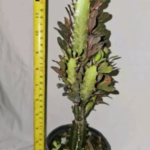 Euphorbia Trigona Rubra Live Plant 12 Inches Tall African Milk Tree