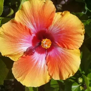 Exotic Hawaiian Sunset Fiesta Hibiscus Starter Live Plant, 3 to 5 Inches Tall, Tropical Multi-Colored Blooms