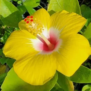 Exotic Hawaiian Yellow Hibiscus Starter Live Plant, 3 to 5 Inches Tall, Tropical Evergreen