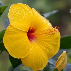 Exotic Tequila Hibiscus Starter Live Plant, 3 to 5 Inches Tall, Tropical, Evergreen