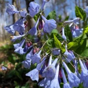 Extra Large Bluebells (Mertensia Virginica) - Bare Root, Perennial