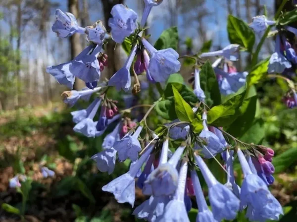 Extra Large Bluebells (Mertensia Virginica) - Bare Root, Perennial