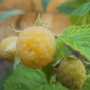 Fall Gold Raspberry Plant - Live Bush - Yellow Raspberries - Fruit Tree - 4 to 6 Inch Tall