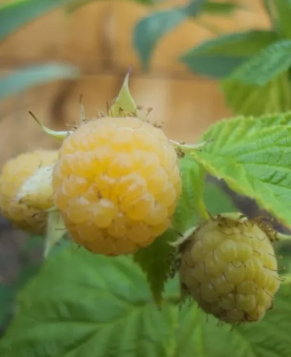 Fall Gold Raspberry Plant - Live Bush - Yellow Raspberries - Fruit Tree - 4 to 6 Inch Tall