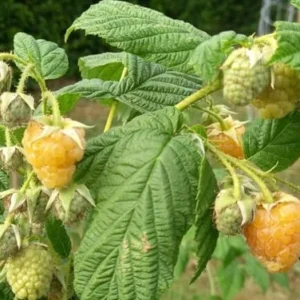 Fall Gold Raspberry Plants - 4 Live Yellow Raspberry Bush - Sweet Fruit Tree